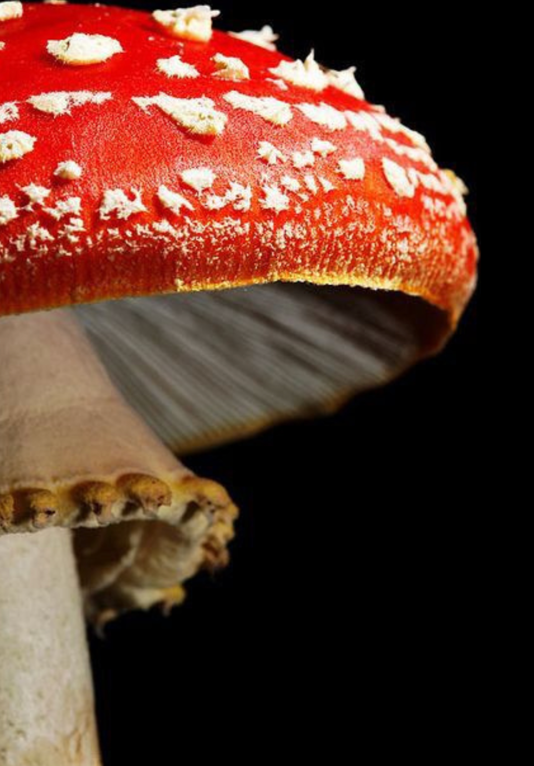 AMANITA MUSCARIA: spirit of time