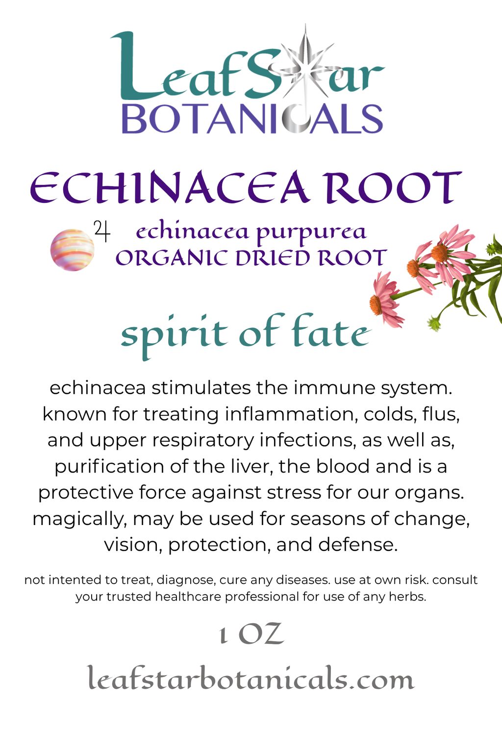 ECHINACEA ROOT