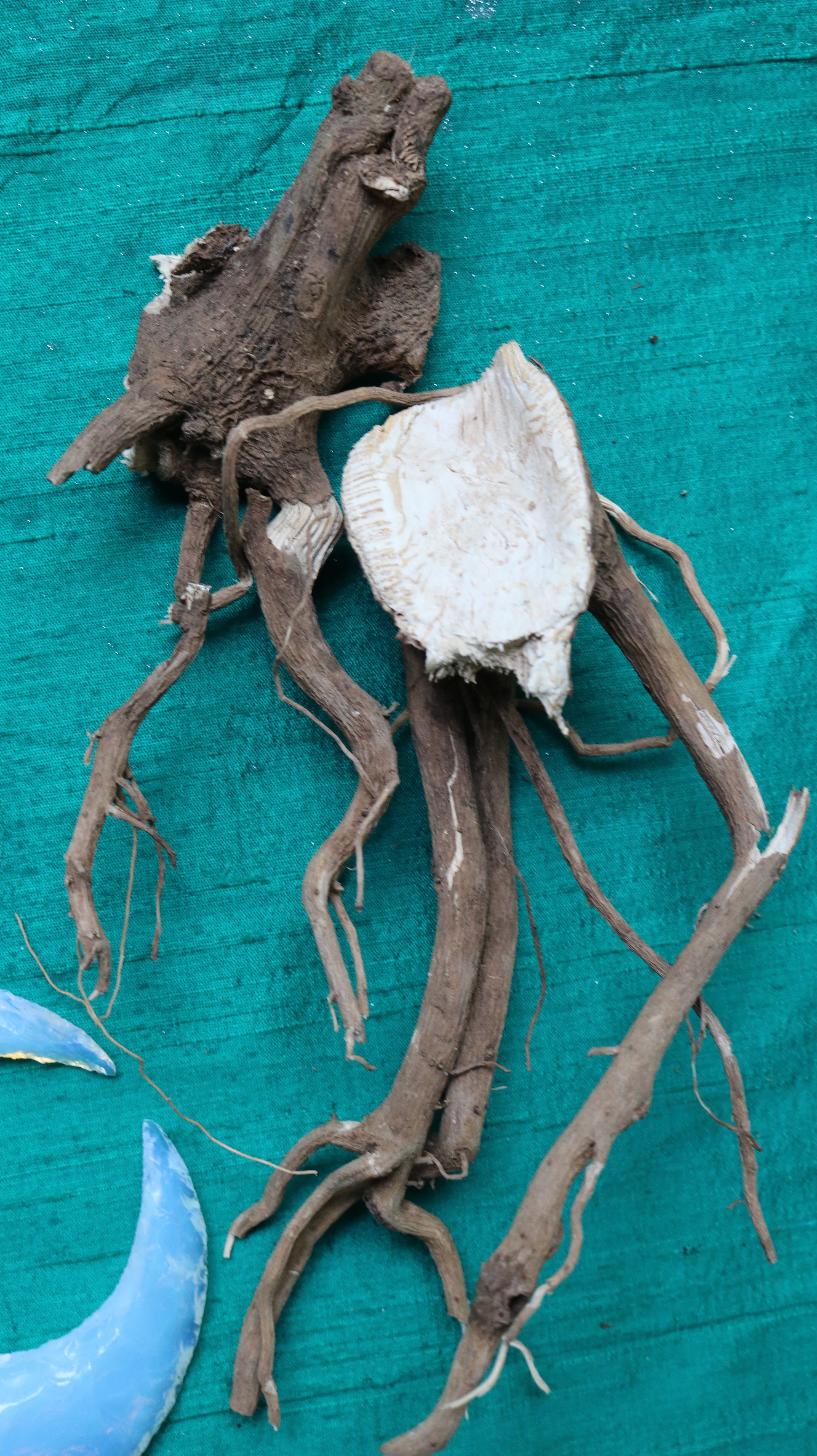 KAVA KAVA ROOTS