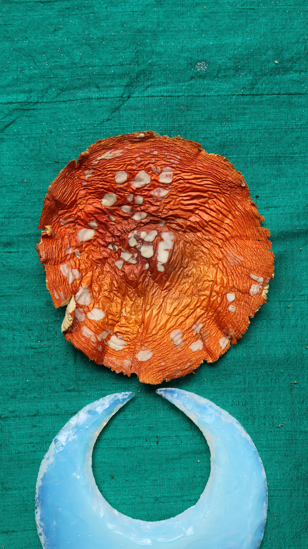AMANITA MUSCARIA