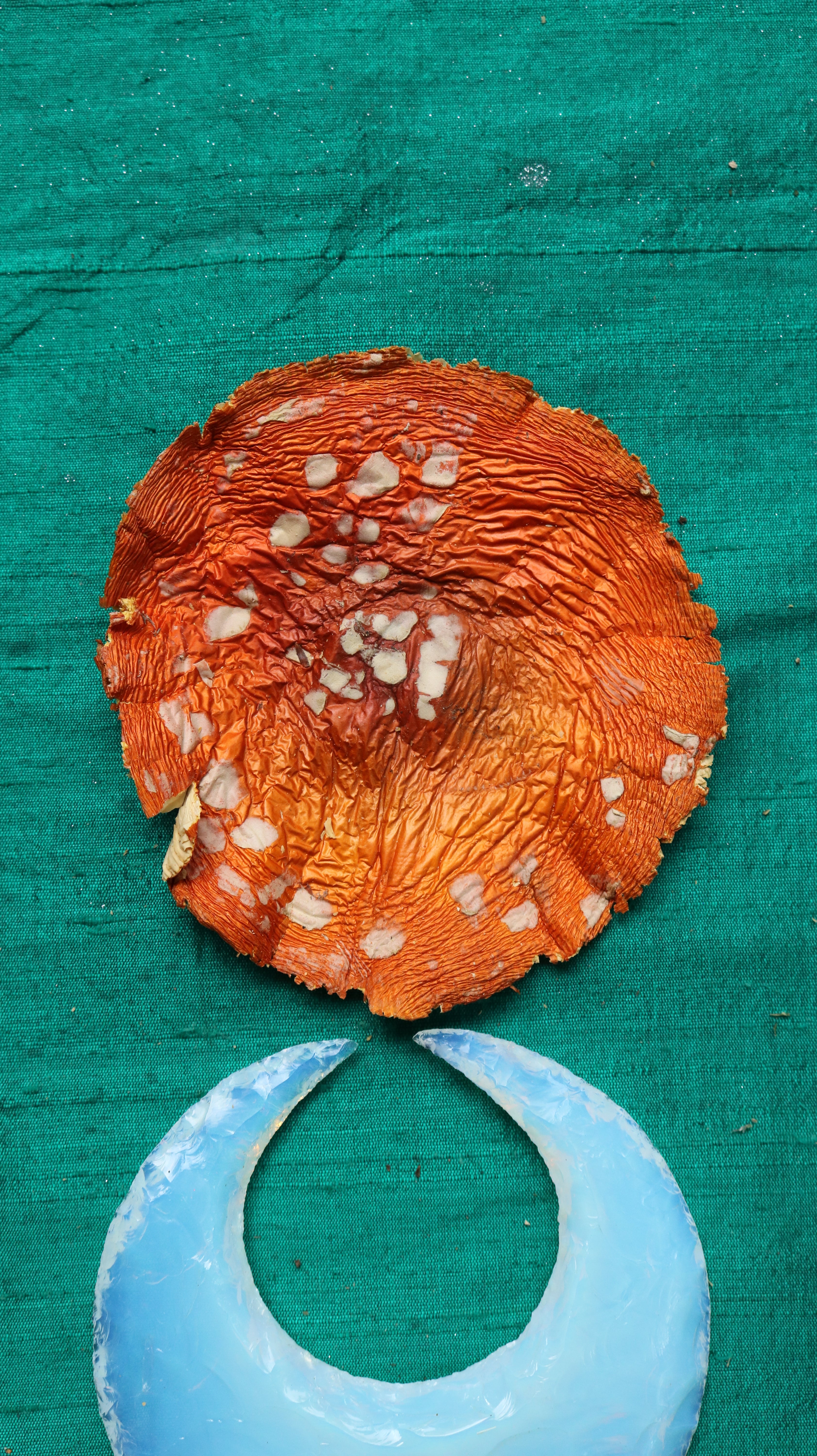 AMANITA MUSCARIA