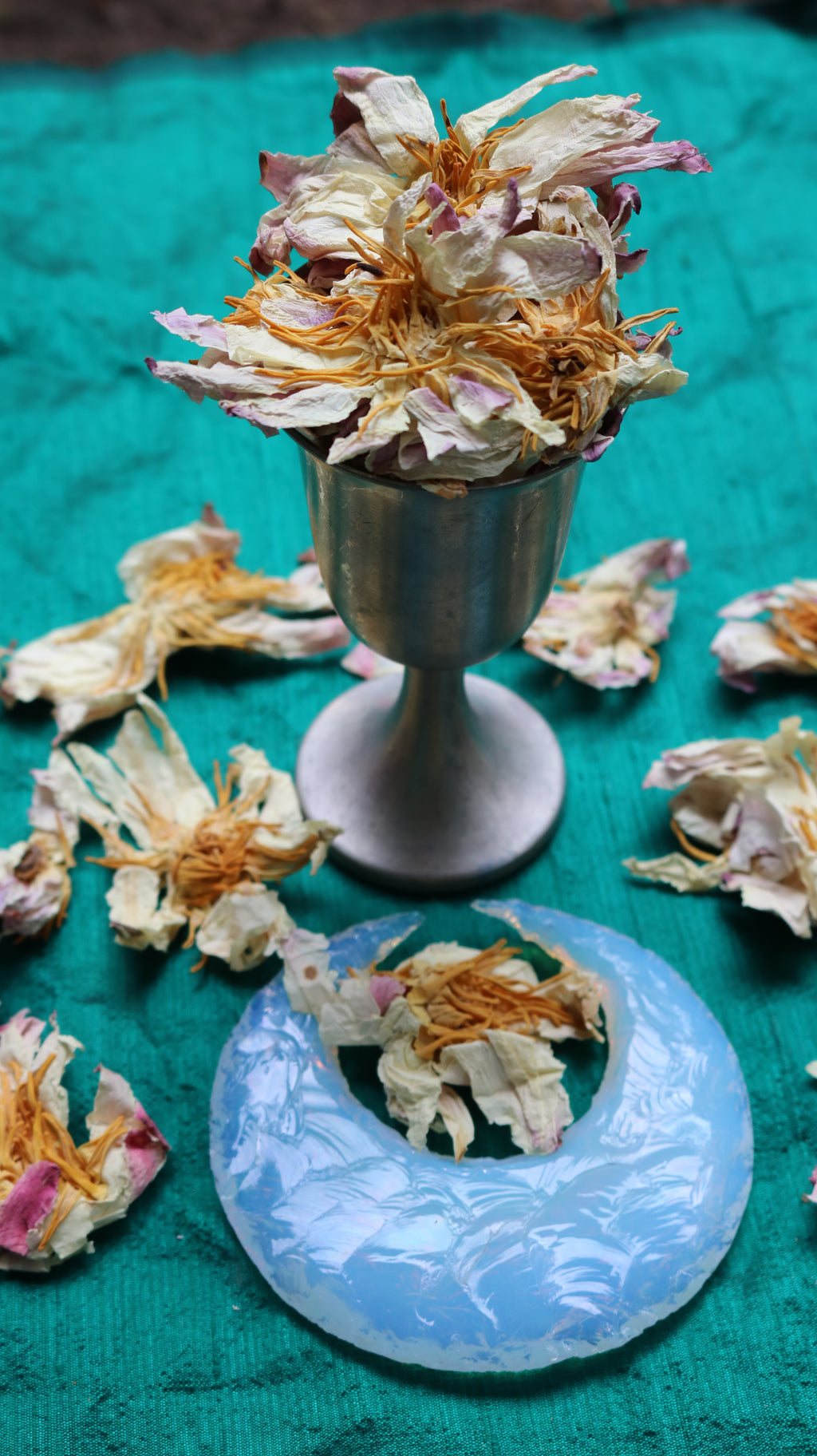 WHITE LOTUS