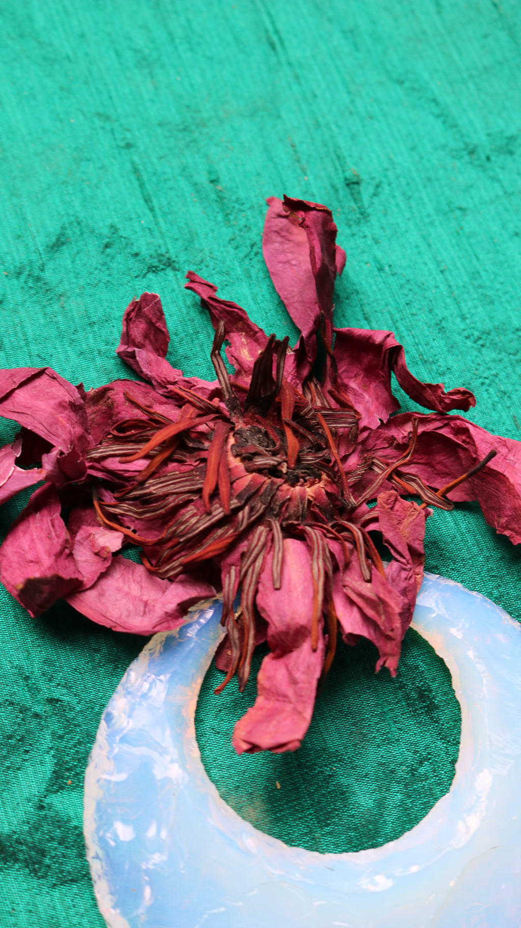 RED LOTUS