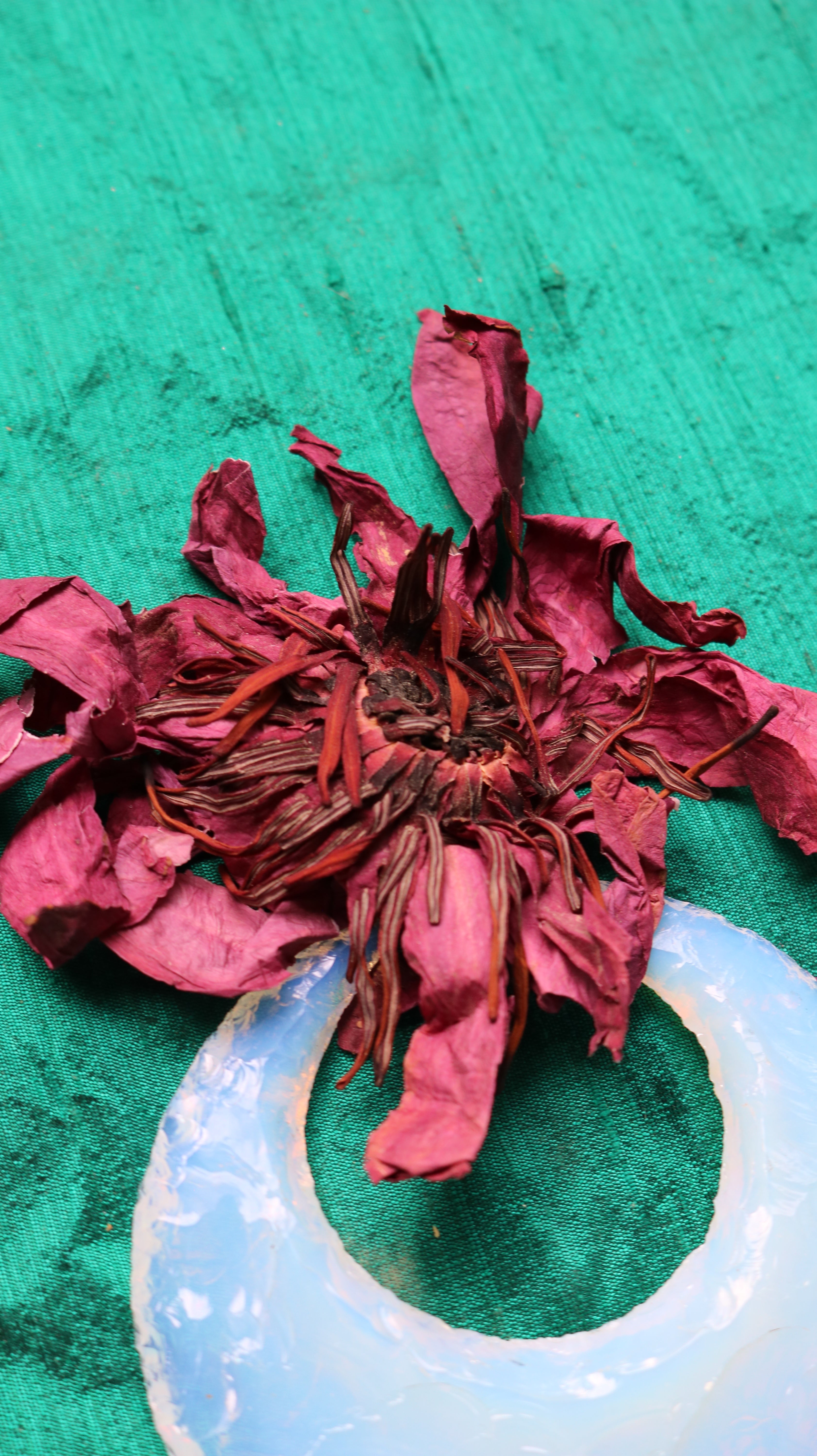 RED LOTUS