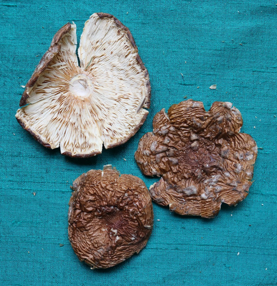 AMANITA REGALIS