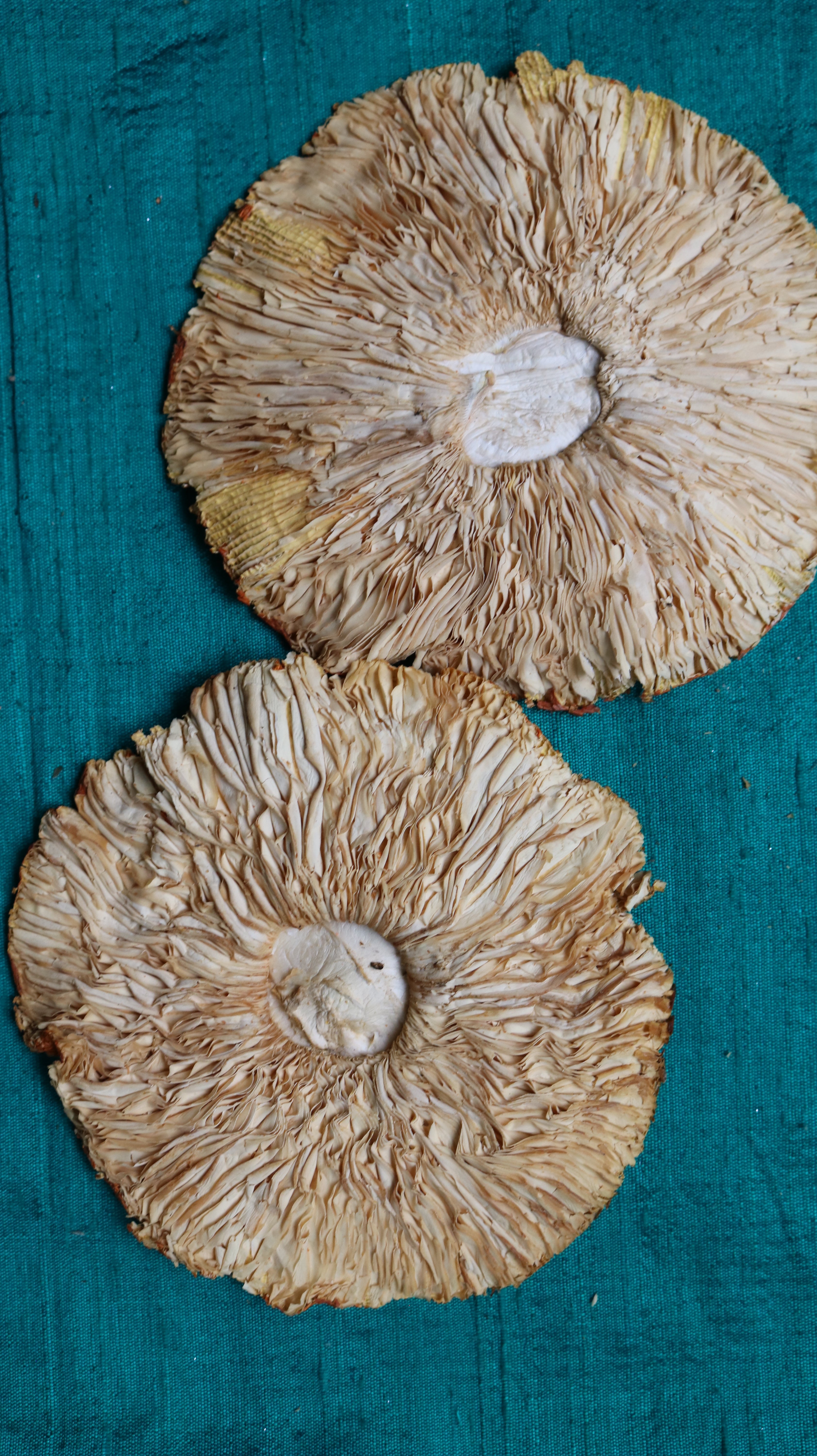 AMANITA MUSCARIA
